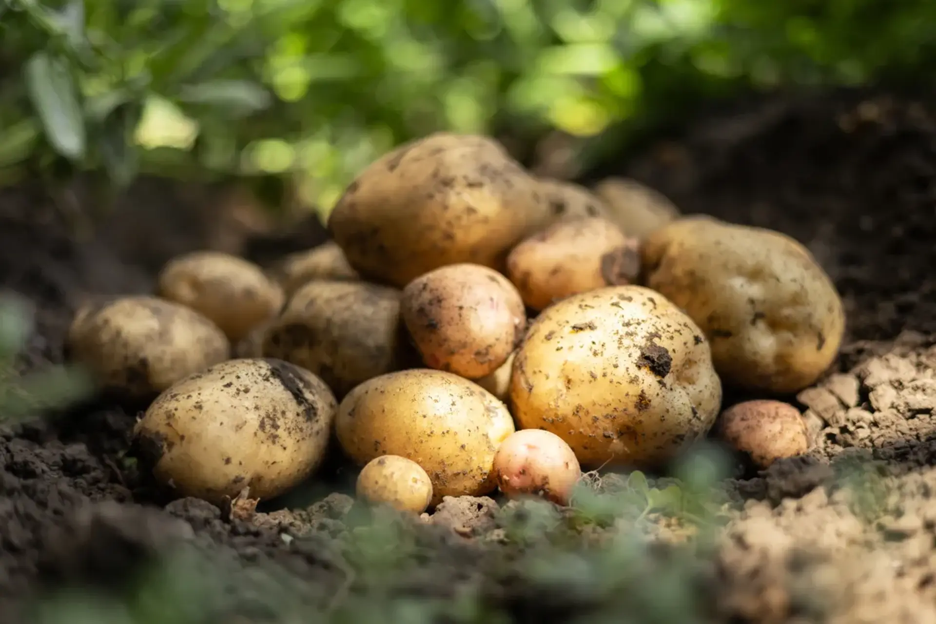 patate 3